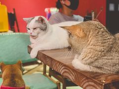 -猫色咖啡·猫咖