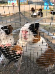 -萌宠亲子动物乐园(槐房万达店)