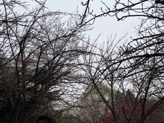 -西安青龙寺遗址景区