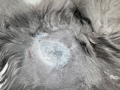 -爱诺耐芙动物医院(万博店)