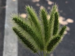 -石家庄市植物园