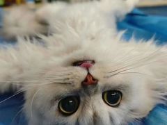 -动物缘宠物医院·骨科·猫科(西二环店)