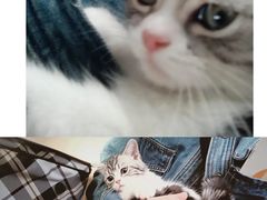 -lincat·猫舍(广州店)