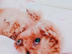 -邢大夫动物医院