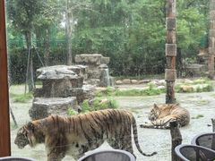 -上海野生动物园老虎餐厅