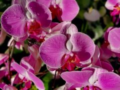 -北京植物园-展览温室