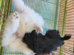 -Let's go狗咖·猫咖·奶狗·桌游(春熙路IFS店)