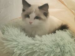 -糯米喵星人总部直营旗舰店·猫舍·幼猫出售
