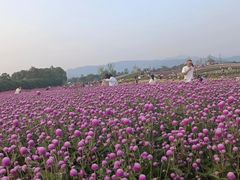 -径山花海