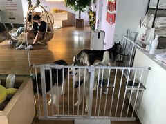 -Husky Go! 哈士奇体验馆·宠物咖啡厅狗咖