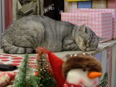 -小时光咖啡馆(开森度假森林店)