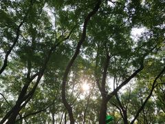 -玲珑塔公园