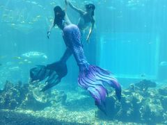 -海棠湾洲际-涛·海底餐厅·美人鱼·自助餐·海底隧道
