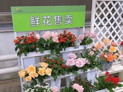 -上海鲜花港
