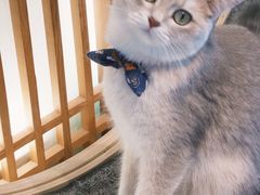 -猫小主咖啡·猫咖cat cafe(福田店)