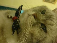 android_upload_pic-猫色咖啡·猫咖