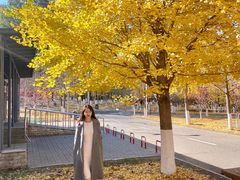 -长白岛森林公园