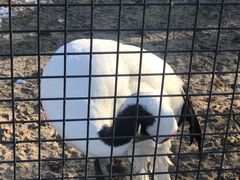 -盐城丹顶鹤湿地生态旅游区