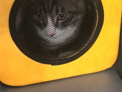 -伟伟宠物医院·CT影像中心·瑞派犬猫综合性门诊(汉口总院)