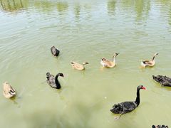 -溱湖国家湿地公园