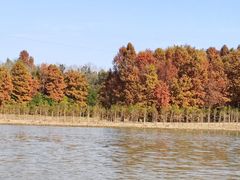 -上海海湾国家森林公园