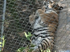 -青藏高原野生动物园