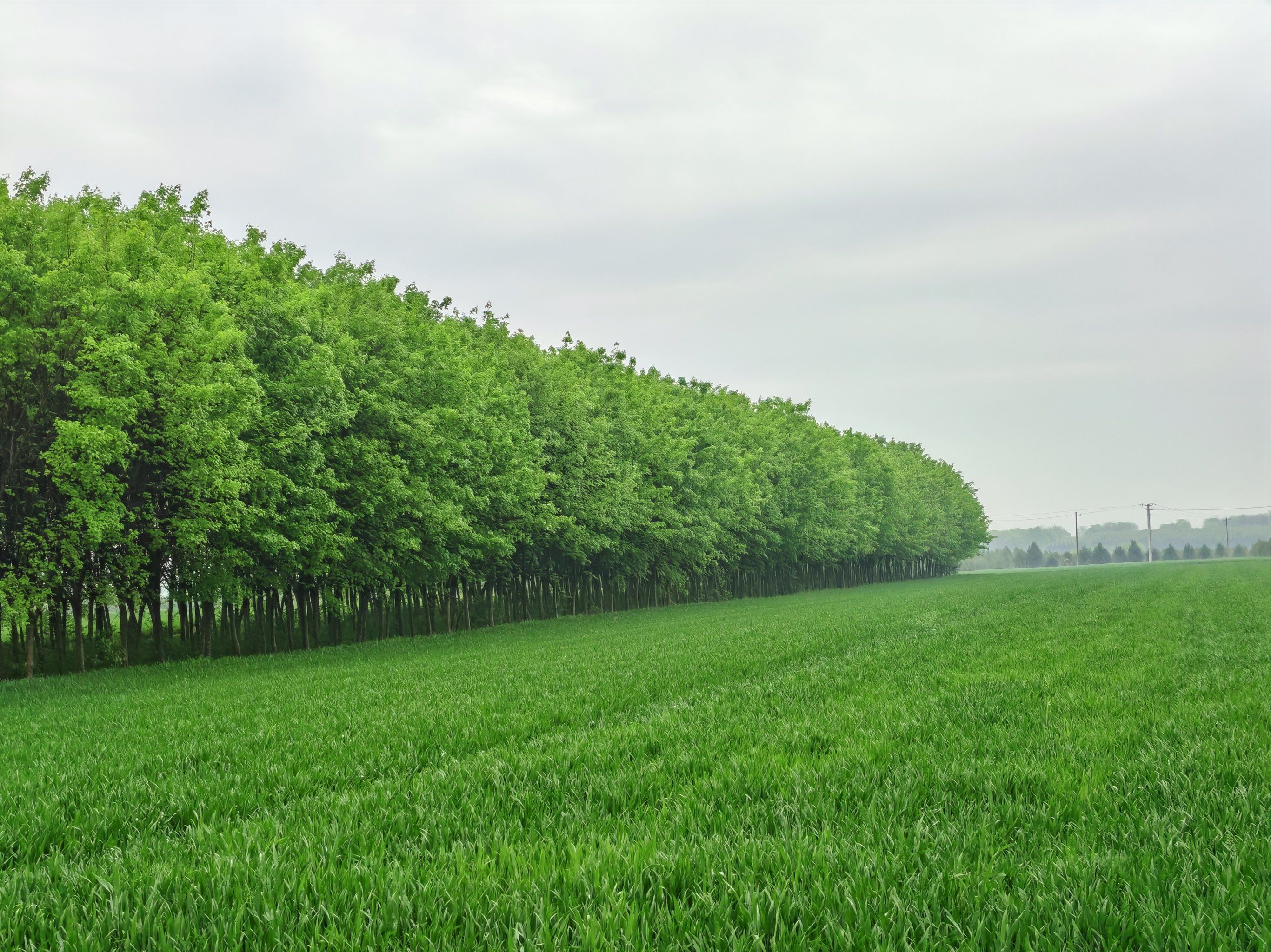 0元玩转这座城 雨后空气清新,满屏绿色生机勃勃
