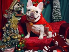 -超宠爱宠物摄影-Super pet