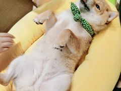 -逗柴咖啡屋·狗咖猫咖宠物桌游