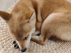 -浣熊柯尔鸭土拨鼠·电玩咖