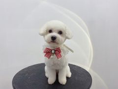 -comecome来吧宠物(奥克斯中心店)