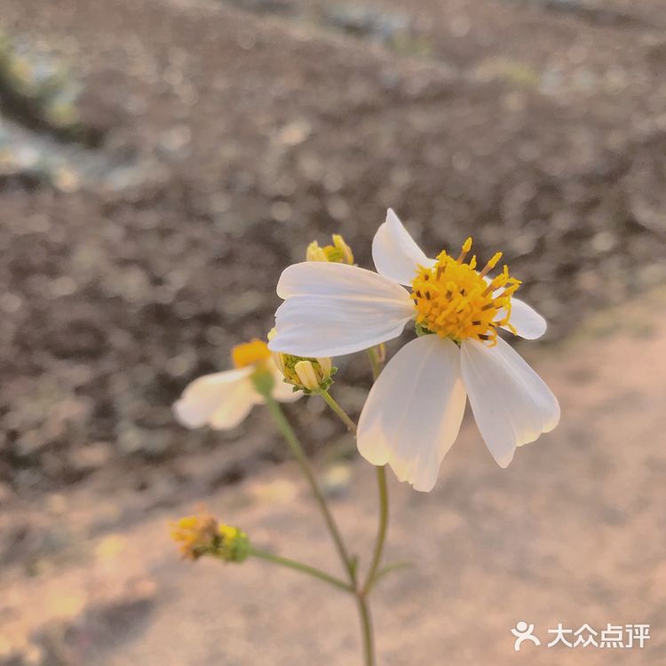 南沙凤凰三桥油菜花图片