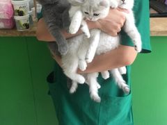 -瑞鹏宠物医院·骨科·猫科·内科(第一中心)