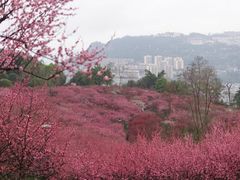 -万县面馆(高笋塘店)