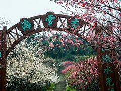 -香雪海