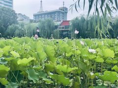 -莲湖公园