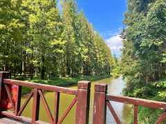 -黄海国家森林公园