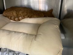 -达爱动物医院·犬猫分区·CT·复杂眼科(远洋山水分院)