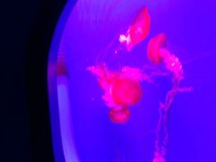 -多彩贵州城极地海洋世界