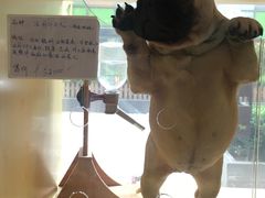 售卖犬-Double Rui宠物酒店