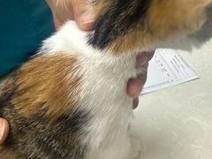 -中农国际动物医院24小时·猫科·骨科·急重症中心