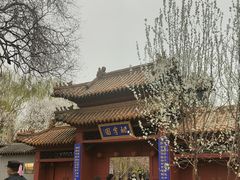 -桃花堤公园