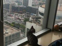 -喵店&猫咖