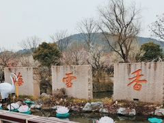 -香雪海