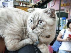 -猫咪博物馆(顶澳仔猫街店)
