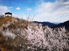 -大岭沟猕猴桃谷风景区