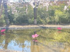 -桃花堤公园