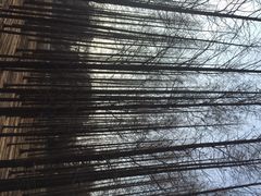 iphone_upload_pic-八大关景区