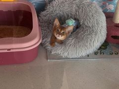 -糯米喵星人总部直营旗舰店·猫舍·幼猫出售