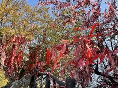 -秦岭终南山世界地质公园翠华山景区